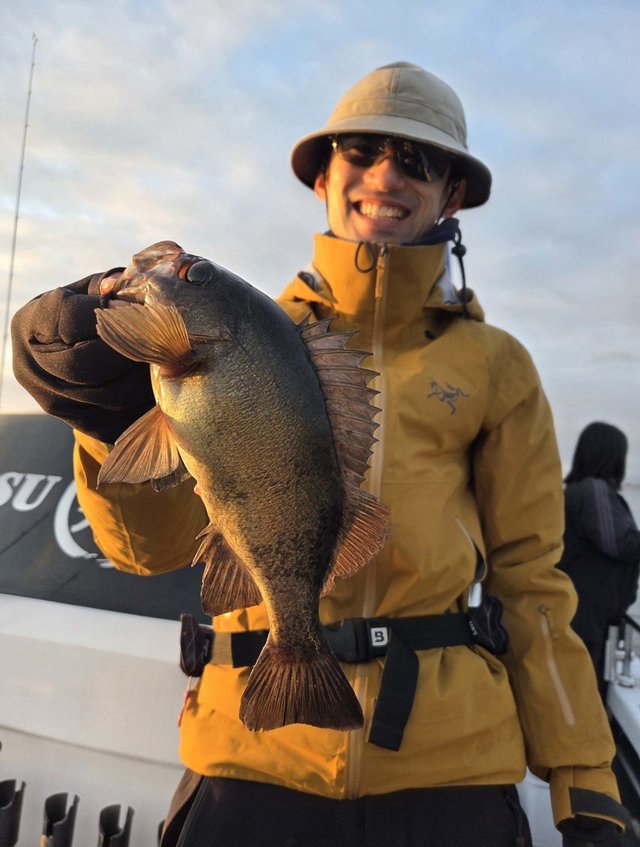 クロメバル(メバル)