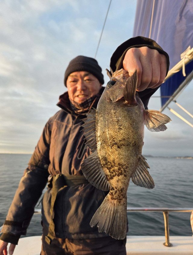 クロメバル(メバル)