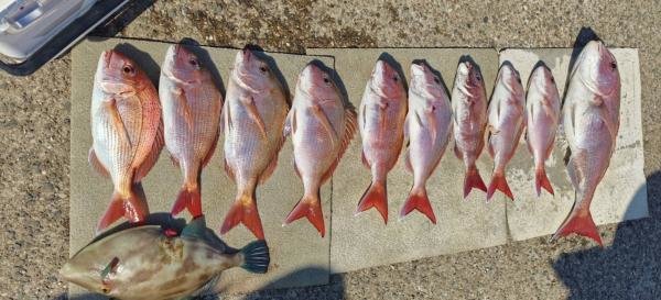 マダイ・ウマヅラハギ