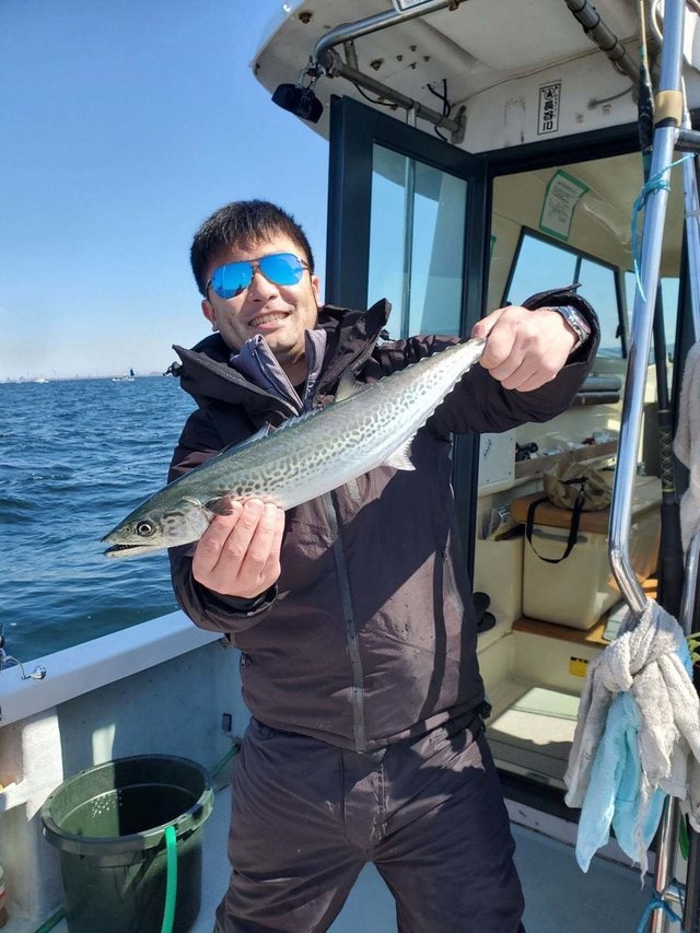 サゴシ(サワラ)