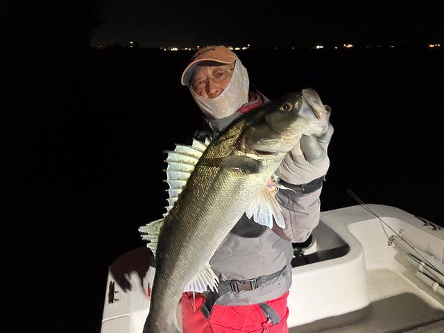 シーバス(スズキ)