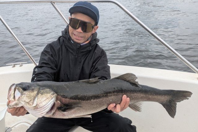 シーバス(スズキ)