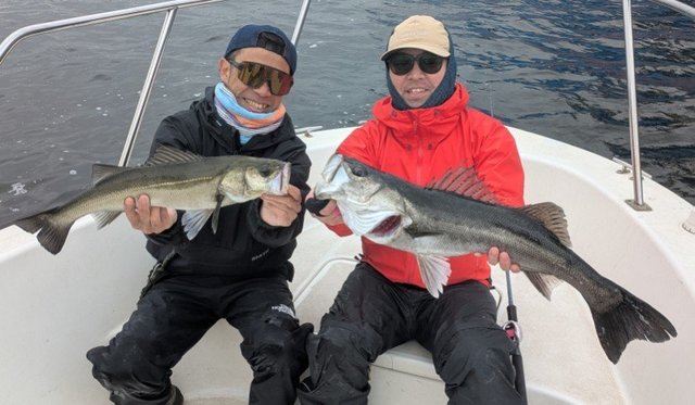 シーバス(スズキ)