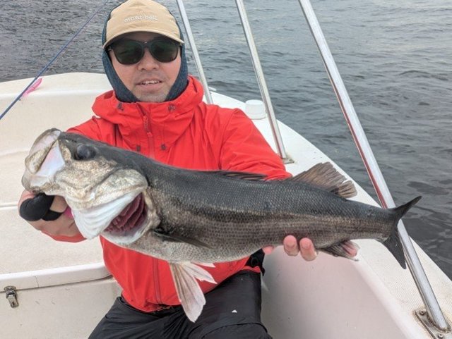 シーバス(スズキ)