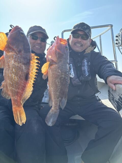 アコウ(キジハタ)