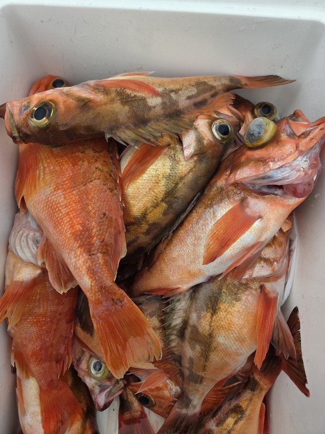 オキメバル(ウスメバル)