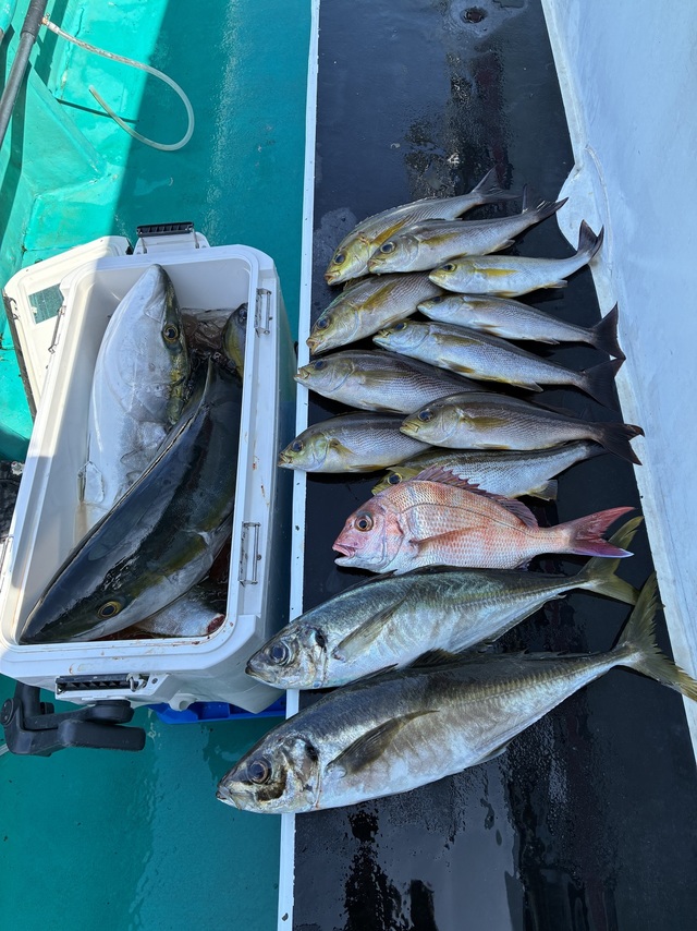 マダイ・マアジ・ブリ・イサギ(イサキ)