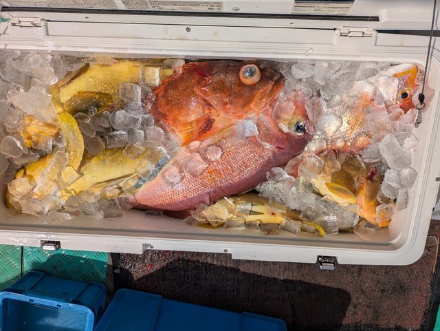 アオナ(アオハタ)・アマダイ(アカアマダイ)・アラカブ(カサゴ)