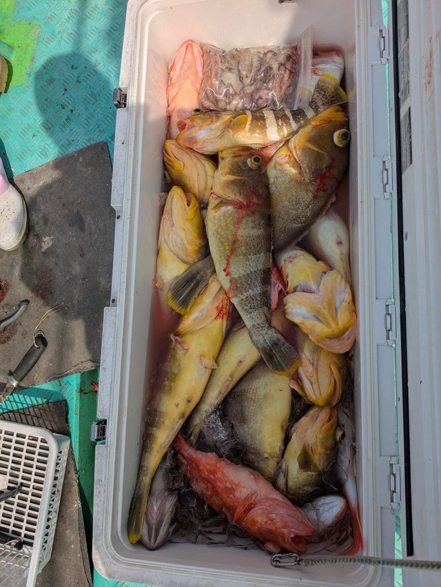 アオナ(アオハタ)・アラカブ(カサゴ)