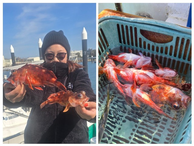 ガシラ(カサゴ)