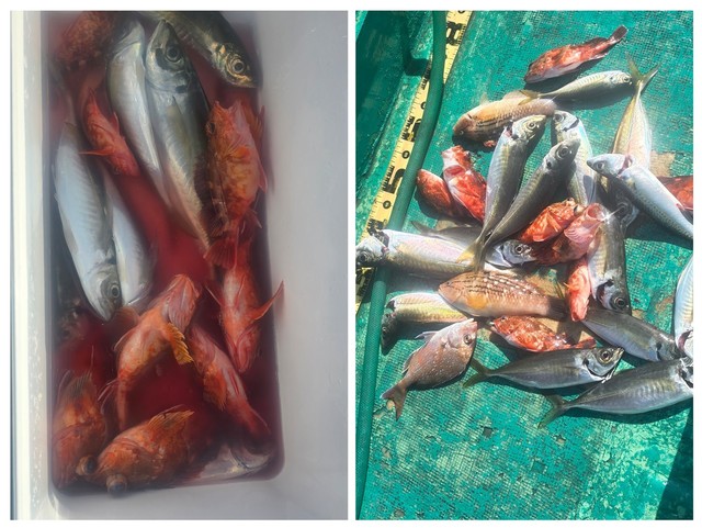 アジ(マアジ)・ガシラ(カサゴ)