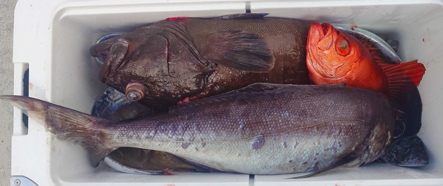 マハタ・チカメキントキ・メダイ