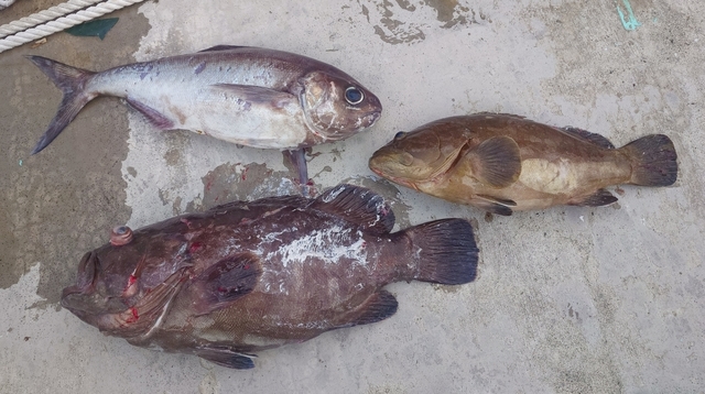 マハタモドキ・メダイ