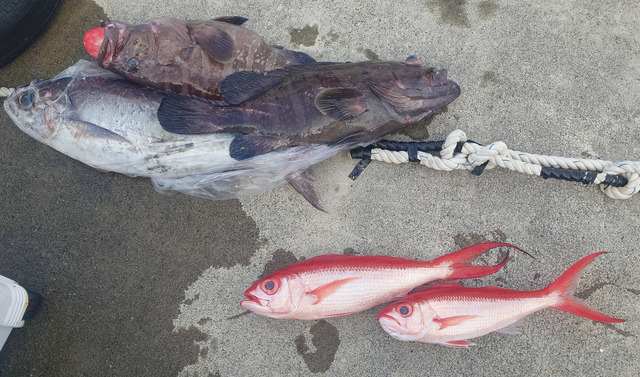 マハタ・マハタモドキ・メダイ・オナガダイ(ハマダイ)