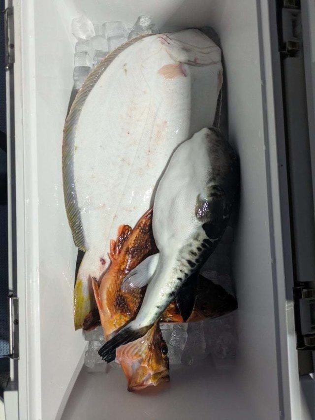 カサゴ・ガンゾウビラメ・トラフグ