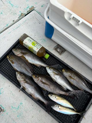 アジ(マアジ)・イサキ