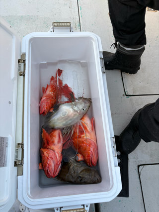 ウッカリカサゴ・マトウダイ