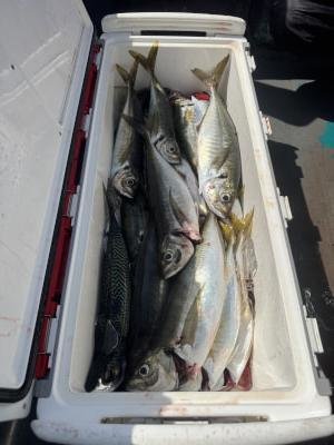 マアジ・サバ(ゴマサバ)