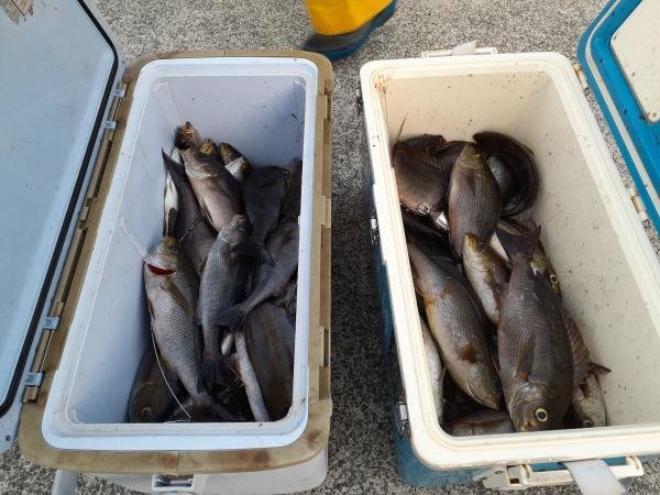 メジナ・イサキ