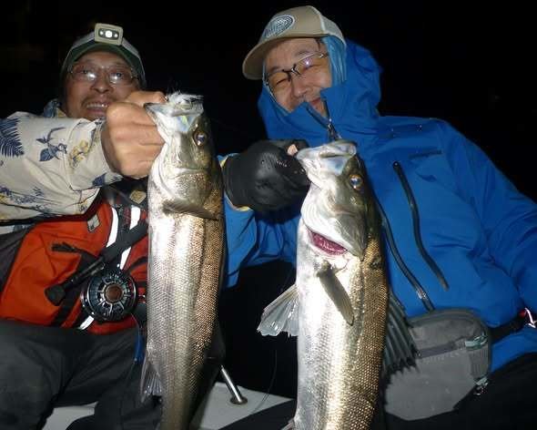 シーバス(スズキ)