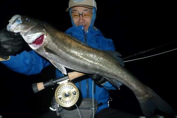 シーバス(スズキ)