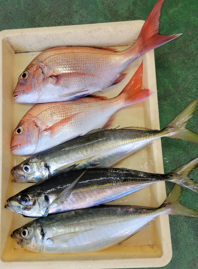 マダイ・アジ(マアジ)