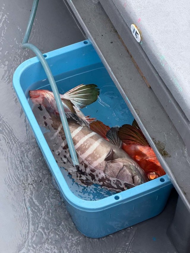 マハタ・チカメキントキ