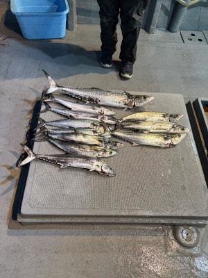 サワラ・サゴシ(サワラ)