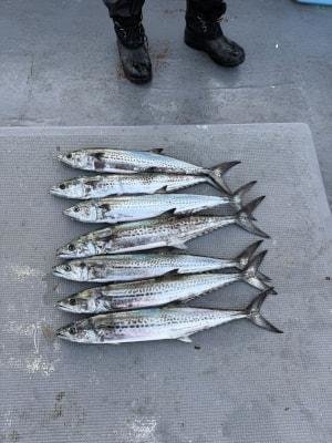 サワラ・サゴシ(サワラ)