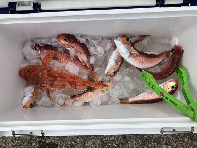 アマダイ(アカアマダイ)・オニカサゴ