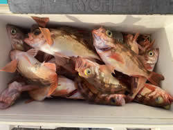 オキメバル(ウスメバル)