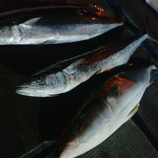 メジロ(ブリ)・サワラ