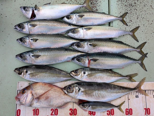 タイ(マダイ)・アジ(マアジ)・マサバ