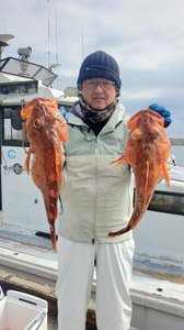 カンコ(ウッカリカサゴ)