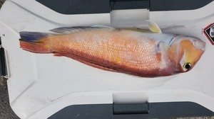 アマダイ(アカアマダイ)