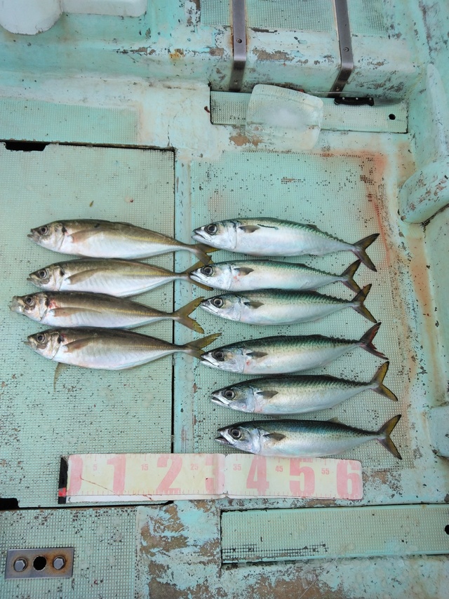 マアジ・マサバ