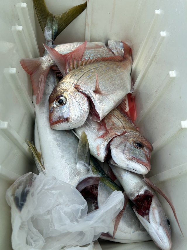 マダイ・ハナダイ(チダイ)