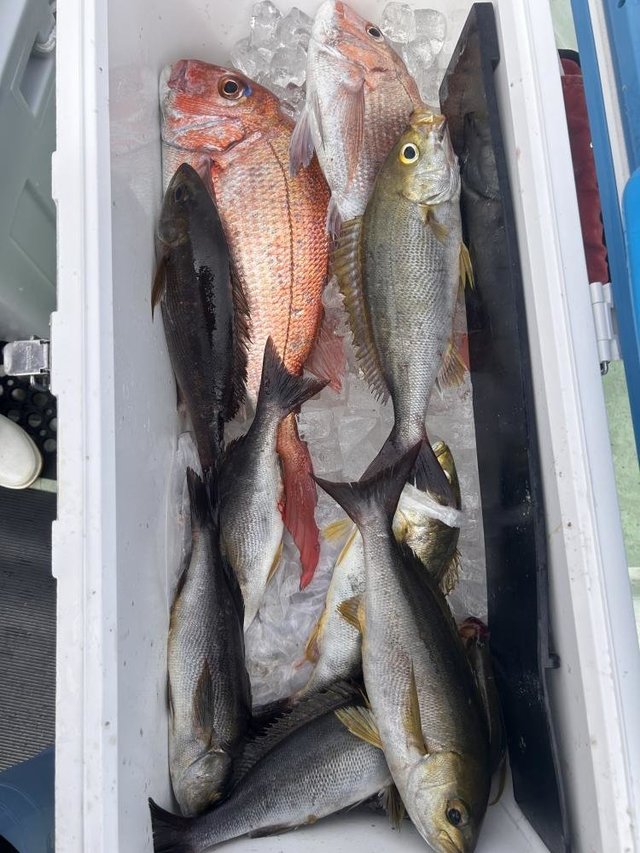 マダイ・イサキ