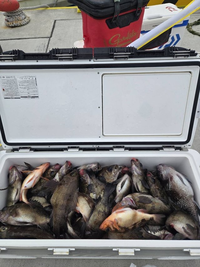 メバル(ウスメバル)