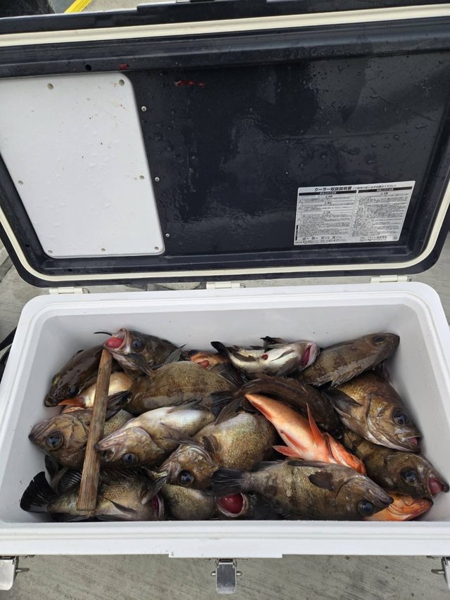 メバル(ウスメバル)