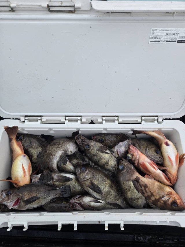 メバル(ウスメバル)