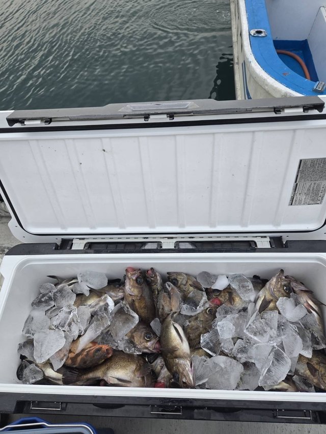 メバル(ウスメバル)