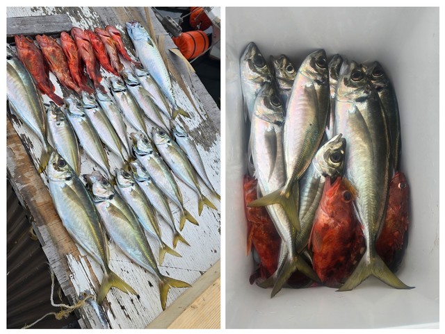 アジ(マアジ)・ガシラ(カサゴ)