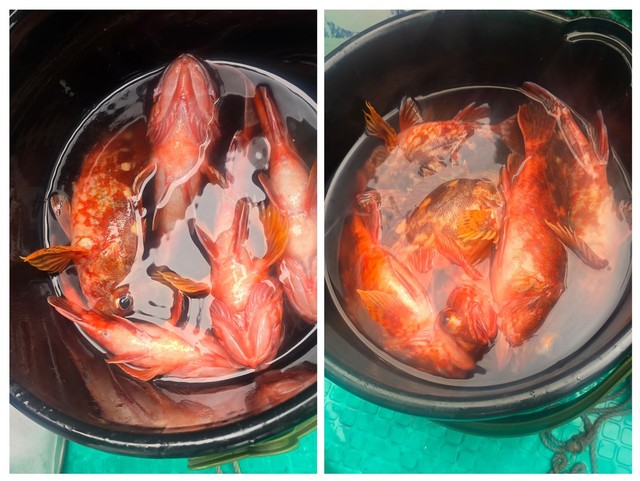 ガシラ(カサゴ)