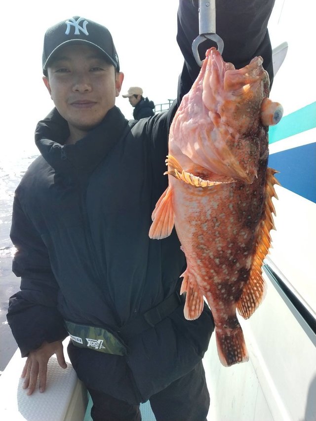 ボッコ(カサゴ)