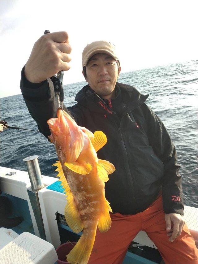 アコウ(キジハタ)