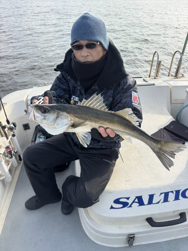 シーバス(スズキ)