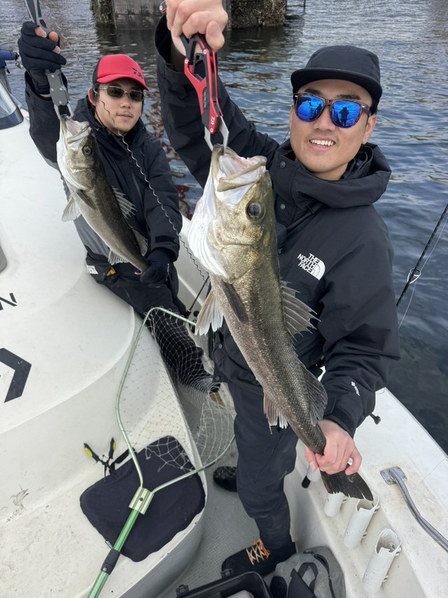 シーバス(スズキ)