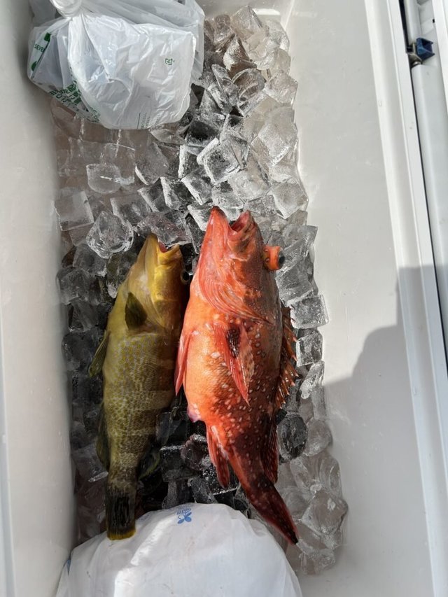 アオハタ・カンコ(ウッカリカサゴ)