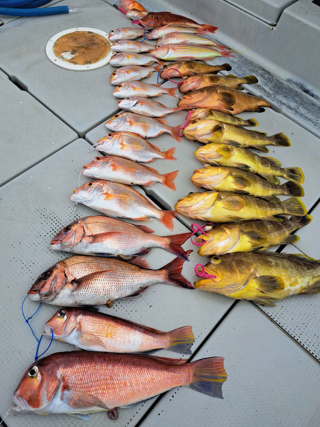 マダイ・レンコ(キダイ)・キジハタ・アマダイ(アカアマダイ)・イトヨリ(イトヨリダイ)・ホウボウ